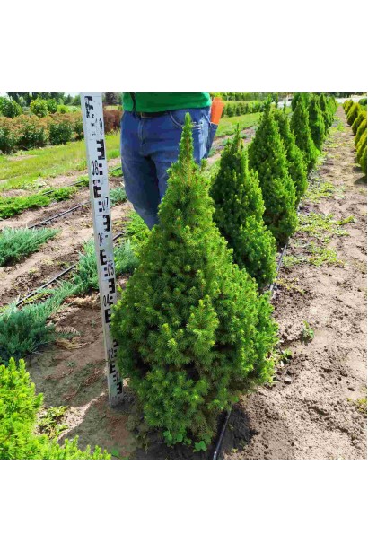 Ялина канадська Коніка | Picea glauca Conica | Ель канадская Коника